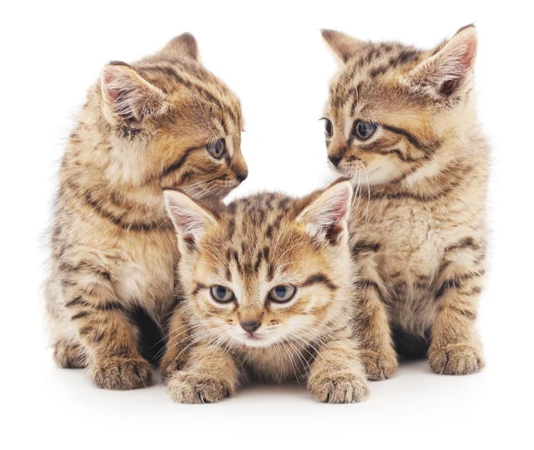 Three brown cats. — Stock Photo, Image