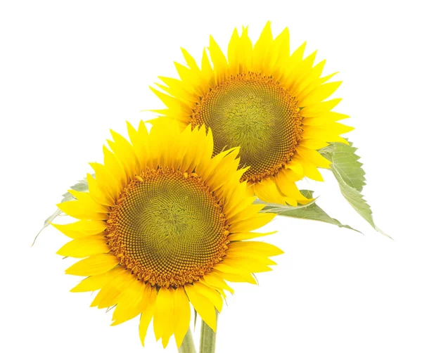 Květy slunečnice, samostatný. — Stock fotografie