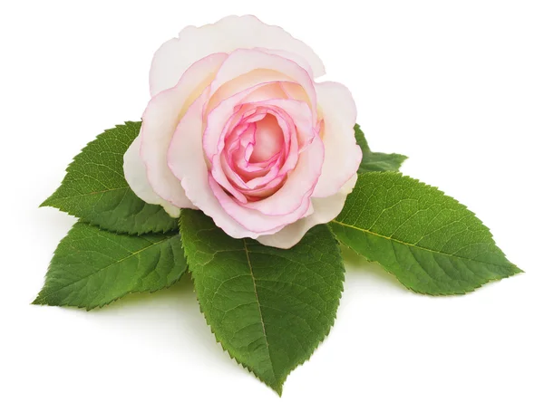 Розовая роза. — стоковое фото