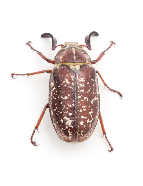 Brown beetle with white spots. — Stock Photo, Image