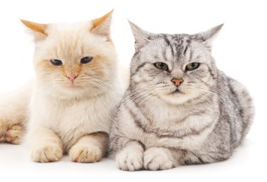 gri ve beyaz kedi.