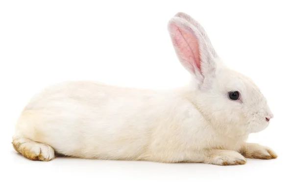 Білий кролик, ізольовані . — стокове фото