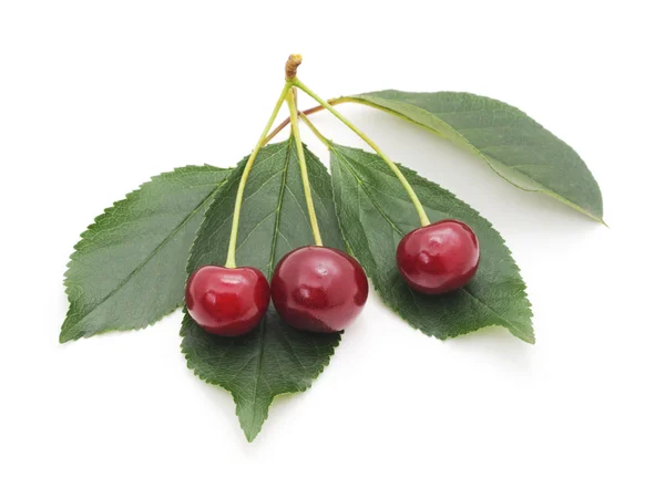 Cerezas con hojas . —  Fotos de Stock