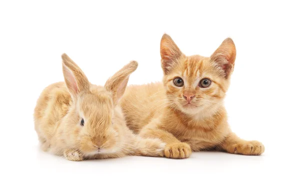 Chaton rouge et lapin . — Photo