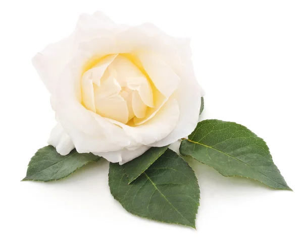 Белый цветок . — стоковое фото