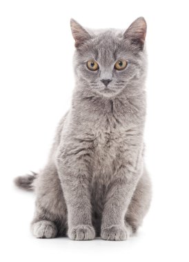 Gri kedi izole.
