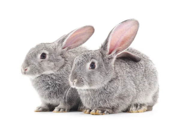 Twee grijze konijnen. — Stockfoto