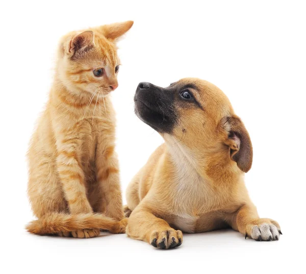 Kırmızı kedi ve köpek yavrusu.