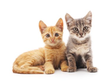 İzole iki yavru kedi.