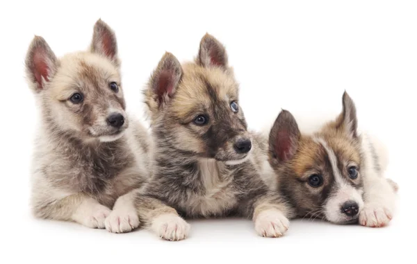 Três cachorros isolados . — Fotografia de Stock