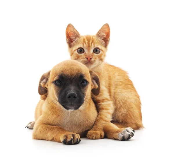 Gatto e cane. — Foto Stock