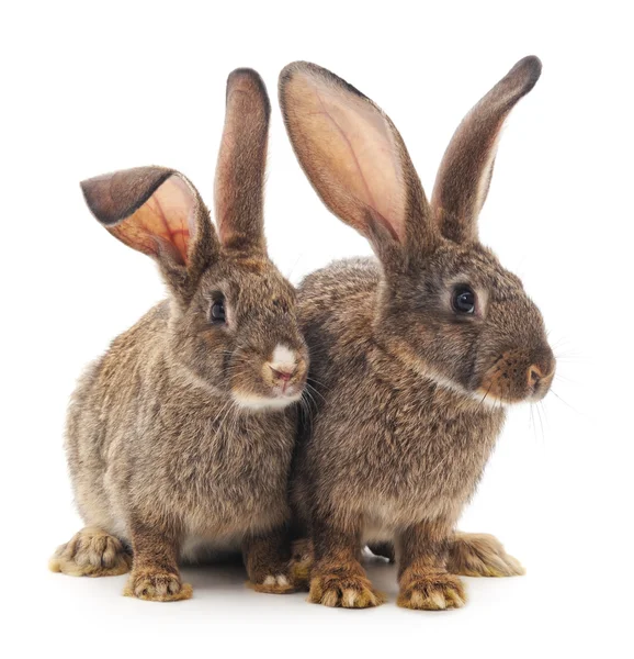 Twee bruin konijnen. — Stockfoto