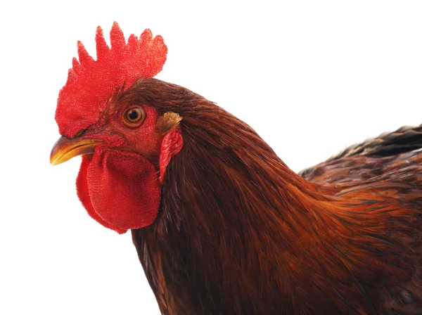 Red cock isolated. — Stock Photo, Image