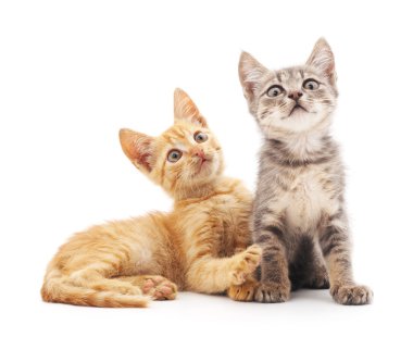 İzole iki yavru kedi.