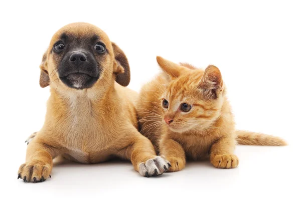 Kırmızı kedi ve köpek yavrusu. — Stok fotoğraf