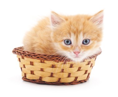 sepet içinde kırmızı kedi yavrusu.