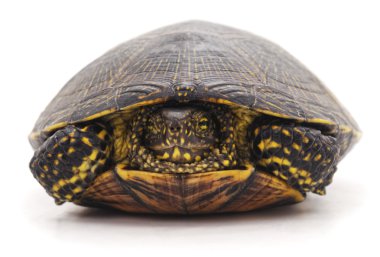 Vahşi kaplumbağa izole.