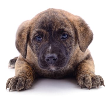 Kahverengi güzel köpek yavrusu beyaz arka planda izole edilmiş..