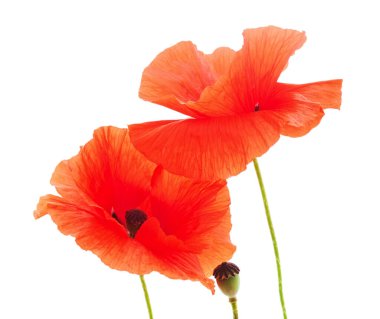 Beyaz arka planda izole edilmiş kırmızı haşhaş buketi.