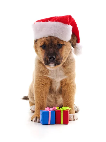 Noel Şapkalı Köpek Beyaz Bir Arka Planda Hediyeler — Stok fotoğraf