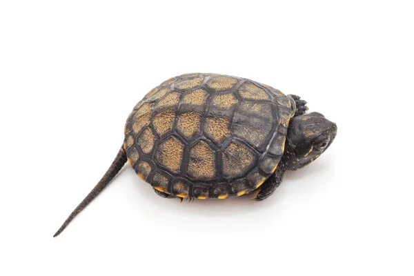Beyaz Arka Planda Izole Edilmiş Küçük Bir Kaplumbağa — Stok fotoğraf