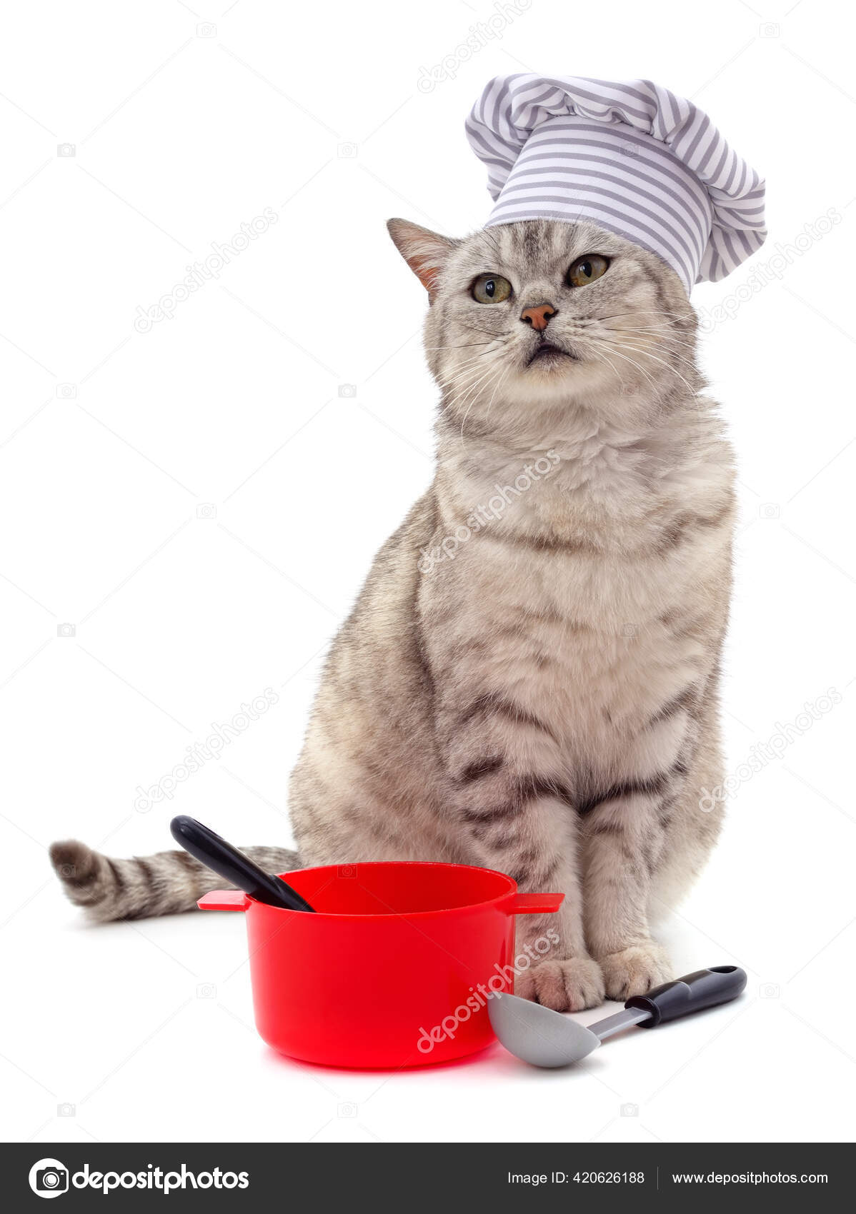 Chat Qui Louche Images Libres De Droit Photos De Chat Qui Louche Depositphotos Chat Qui Louche Images Libres De Droit Photos De Chat Qui Louche Depositphotos
