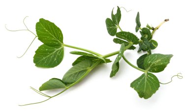 Beyaz arkaplanda yeşil bezelye filizi.