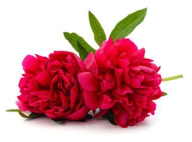 Beyaz arka planda izole edilmiş kırmızı güzel şakayık..