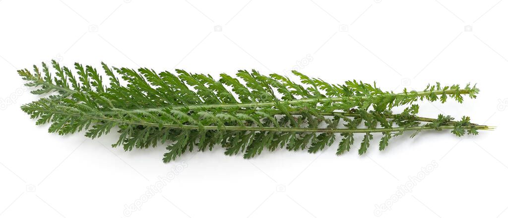 Green leaves of yarrow isolated on white background.