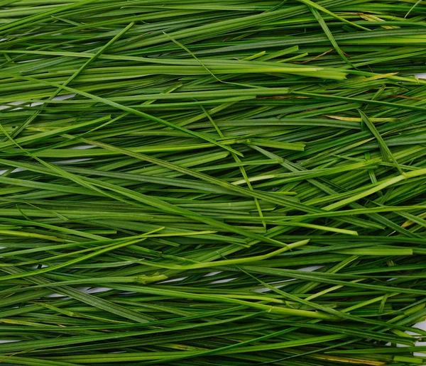 Sfondo Verde Con Erba Fresca — Foto Stock