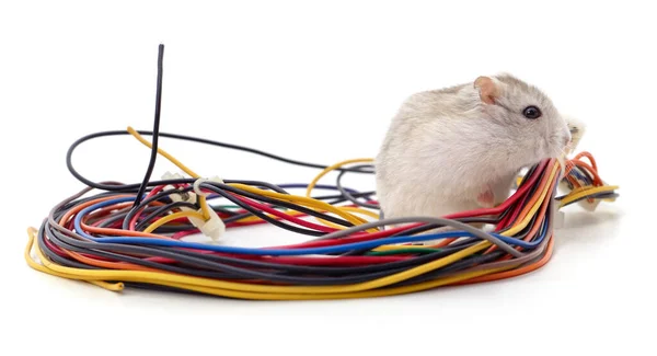 Beyaz Arka Planda Izole Edilmiş Kabloyu Isıran Hamster — Stok fotoğraf