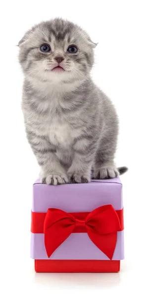 Gatito Regalo Aislado Sobre Fondo Blanco — Foto de Stock