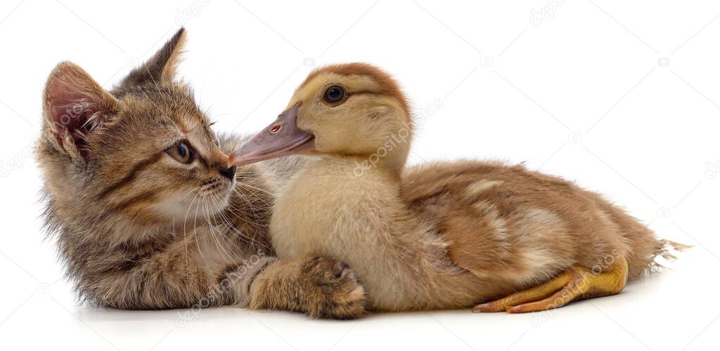 Kitten and duckling isolated on a white background.