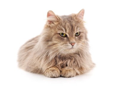 Güzel şirin kedi beyaz bir arka planda izole edilmiş..