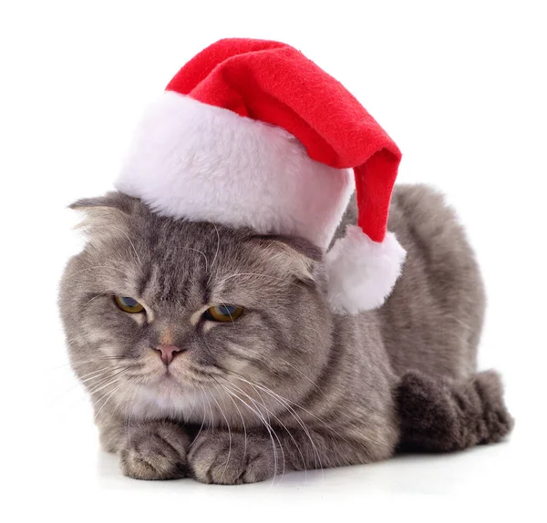 Kitten Vánoční Klobouk Izolované Bílém Pozadí — Stock fotografie