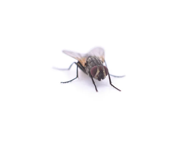 One Big Fly Isolated White Background — Stock Photo, Image