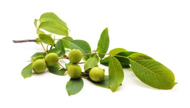 Beyaz arka planda yapraklı yeşil cevizler.