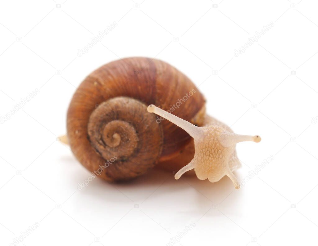 One striped snail isolated on a white background.