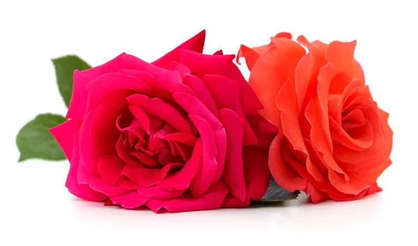 Červená Oranžová Růže Izolované Bílém Pozadí — Stock fotografie