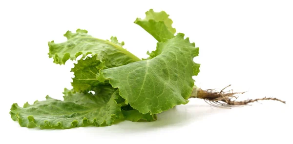 Bunch Green Lettuce Leaves Isolated White Background — Stock Photo, Image