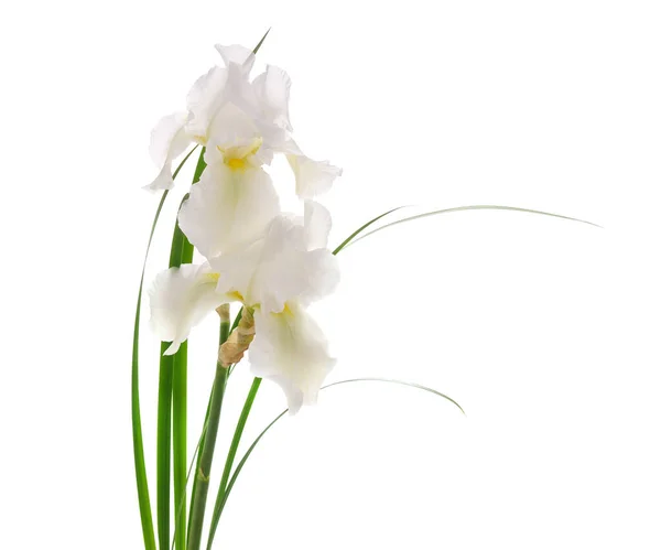 Bouquet White Irises Isolated White Background — Stock Photo, Image