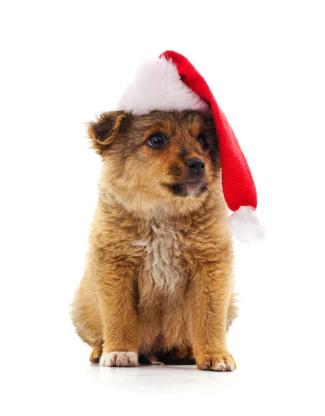Pies Świątecznym Kapeluszu Odizolowany Białym Tle — Zdjęcie stockowe