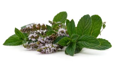 Beyaz arkaplanda izole edilmiş yeşil nane yaprakları.