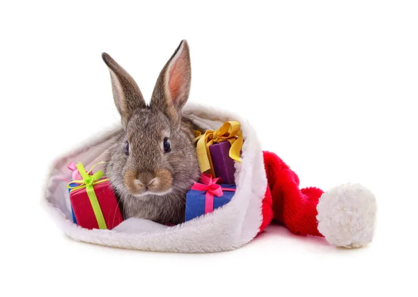 Konijnen in een kerstmuts. ⬇ Stockfoto, rechtenvrije foto door © Voren1 #89256988
