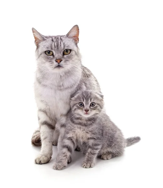 Mamá Gato Con Gatito Aislado Sobre Fondo Blanco — Foto de Stock