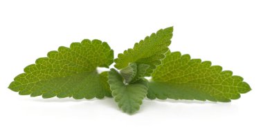 Beyaz arkaplanda izole edilmiş yeşil nane yaprakları.