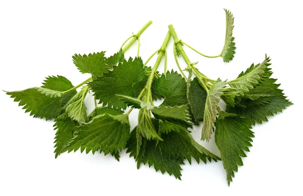 Branch Green Nettle Isolated White Background — Stock Photo, Image