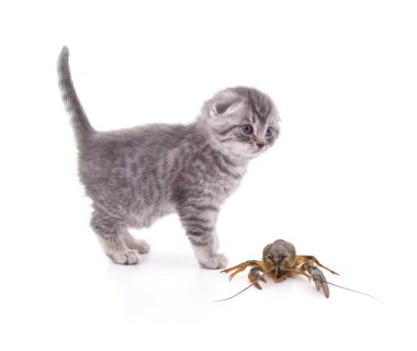 Beyaz arka planda izole edilmiş kerevitin yanındaki kedi yavrusu..