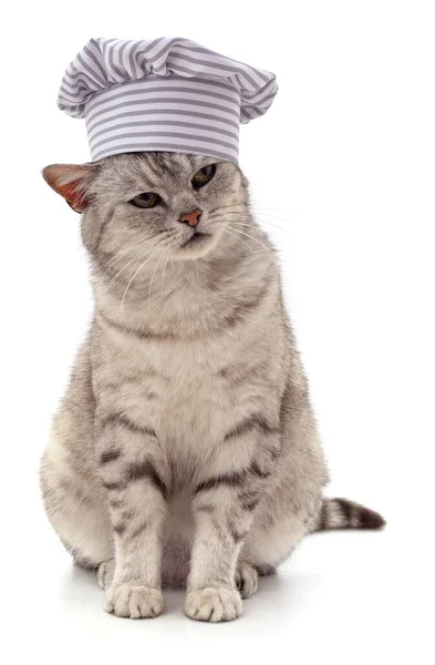 Gray Cat Chef Hat Isolated White Background — Stock Photo, Image