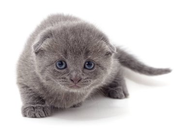 Beyaz arka planda yalnız yürüyen kahverengi kedi yavrusu..